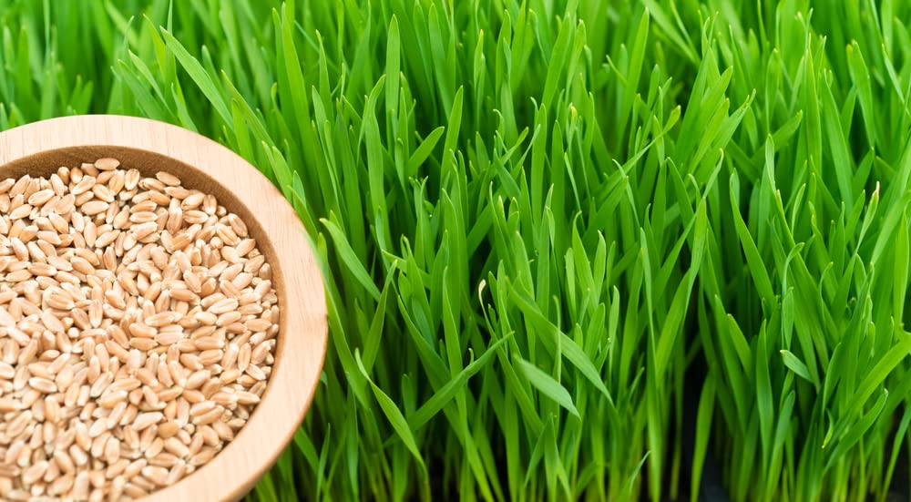 Hard Red Winter Wheat Berries 25 Pounds C2861
