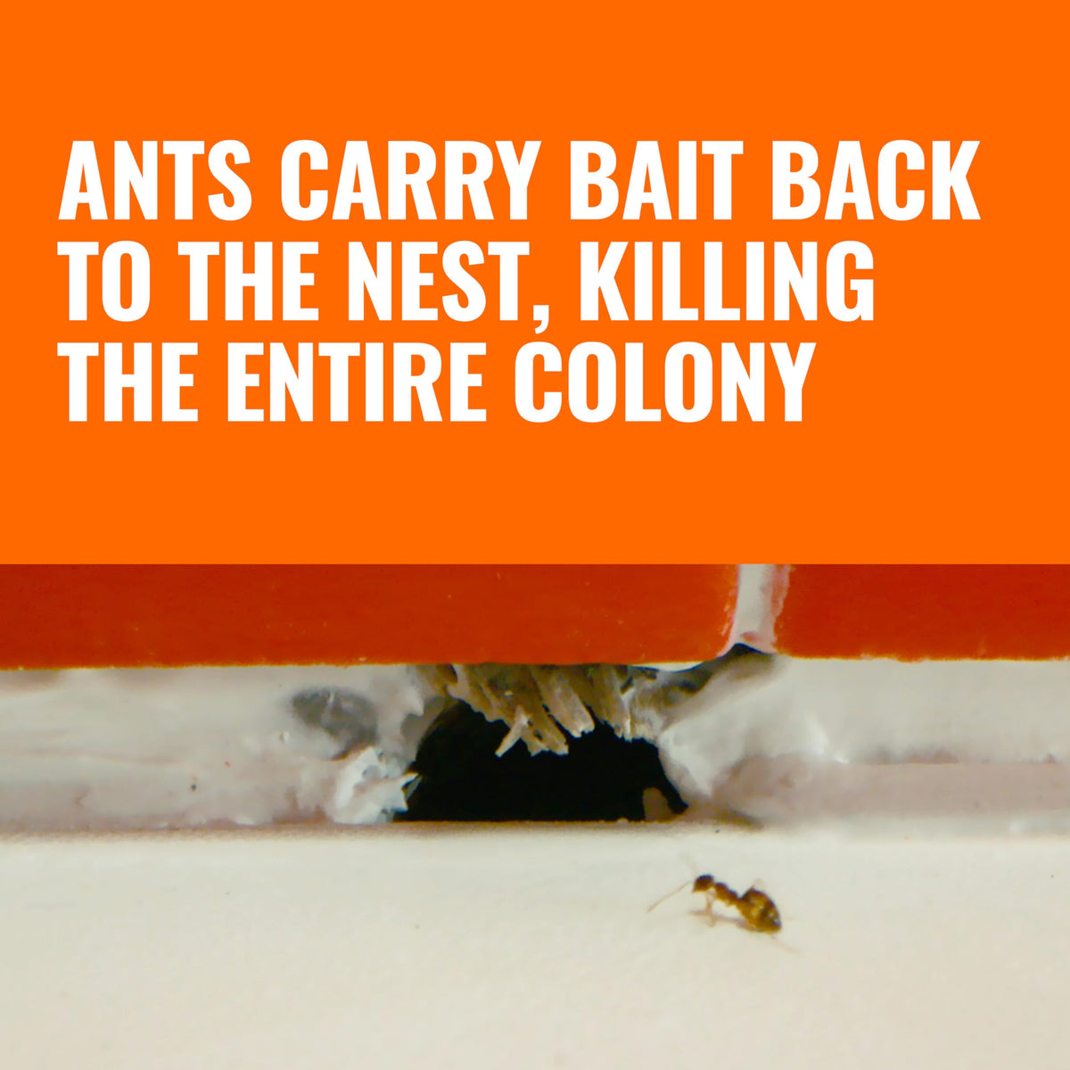 Liquid Ant Killer Bait Stations 12-Pack C30518