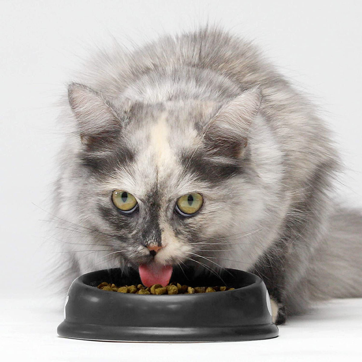 Grain Free Dry Cat Food Whitefish Kibble 2lb Bag F22771