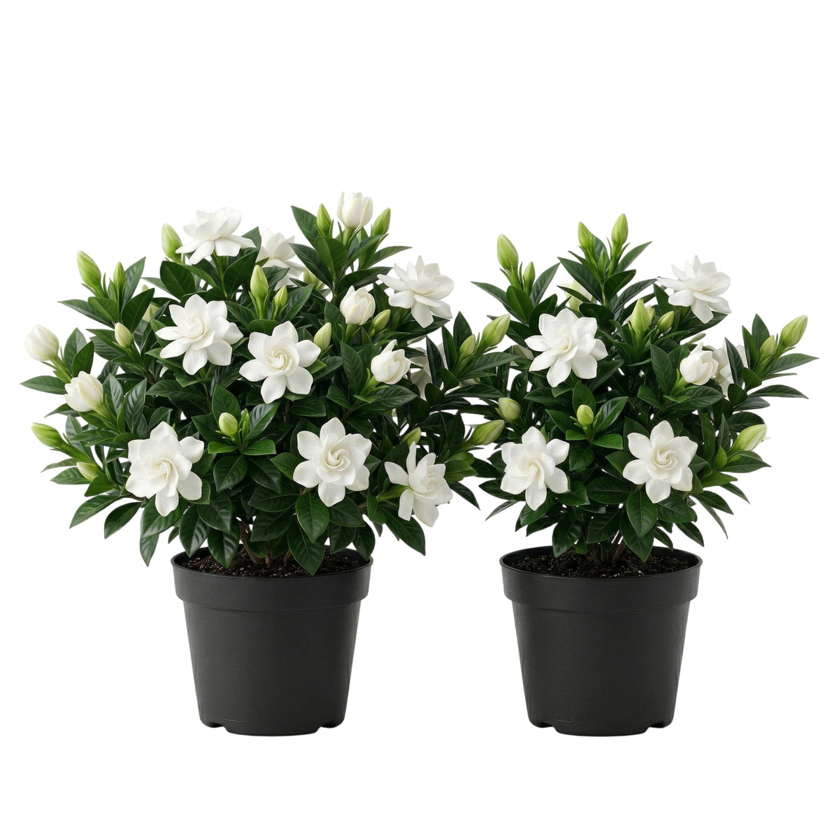 White Gardenia Plants 5-7 Inch Tall W575