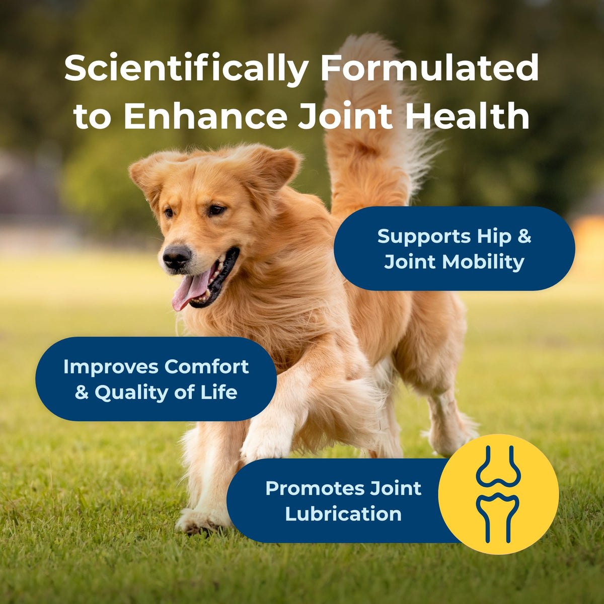 Joint Health & Mobility Soft Chews for Dogs 45 Count K8348