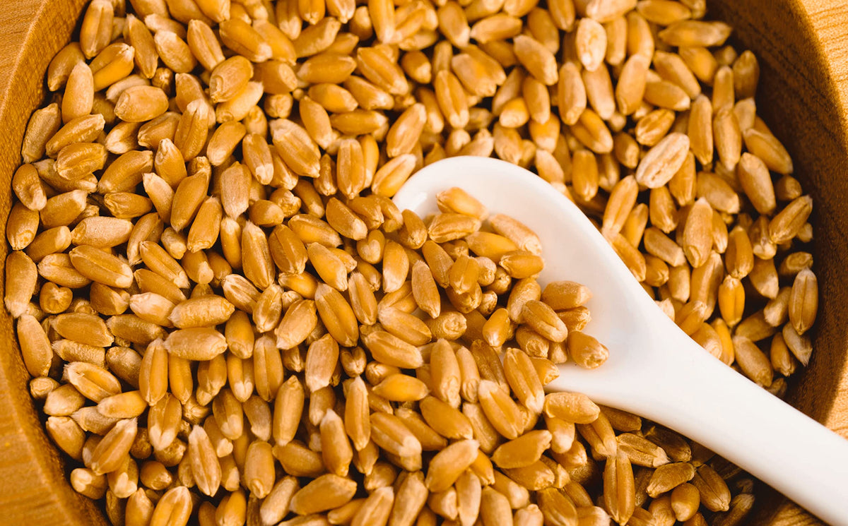 Hard Red Winter Wheat Berries 25 Pounds C2861